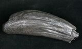 Fossil Sperm Whale Tooth #10089-1